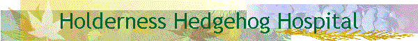Holderness Hedgehog Hospital